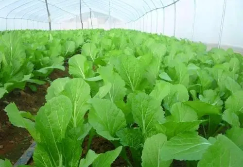 白菜种植管理技术小结怎么写_白菜种植管理技术小论文范文_小白菜种植技术和管理