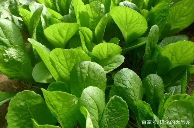 白菜种植管理技术小结怎么写_小白菜种植技术和管理_白菜种植管理技术小论文范文