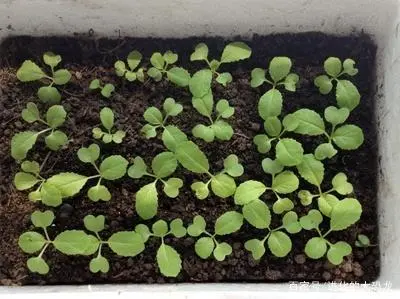 白菜种植管理技术小论文范文_小白菜种植技术和管理_白菜种植管理技术小结怎么写