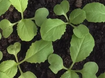 白菜种植管理技术小论文范文_小白菜种植技术和管理_白菜种植管理技术小结怎么写