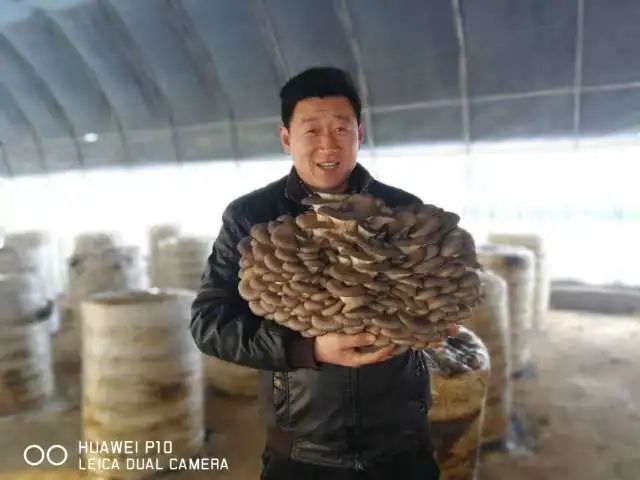 如何种植平菇视频教程_黑平菇种植技术视频_种平菇的视频