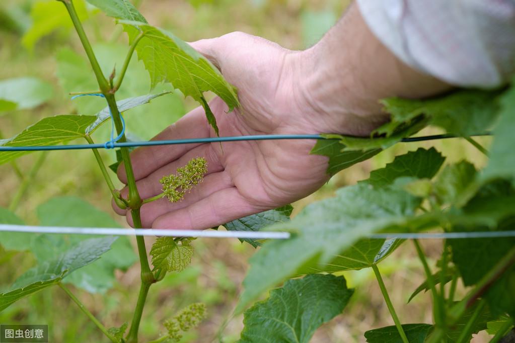 日本葡萄种植技术视频_曰本葡萄种植新技术_日本葡萄种植视频