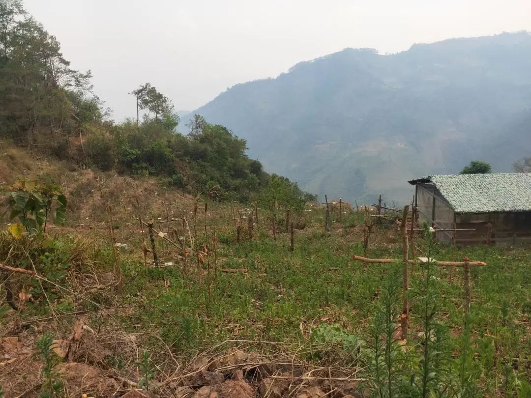 胡蜂养殖致富经_胡蜂养殖利润如何_大胡蜂养殖致富