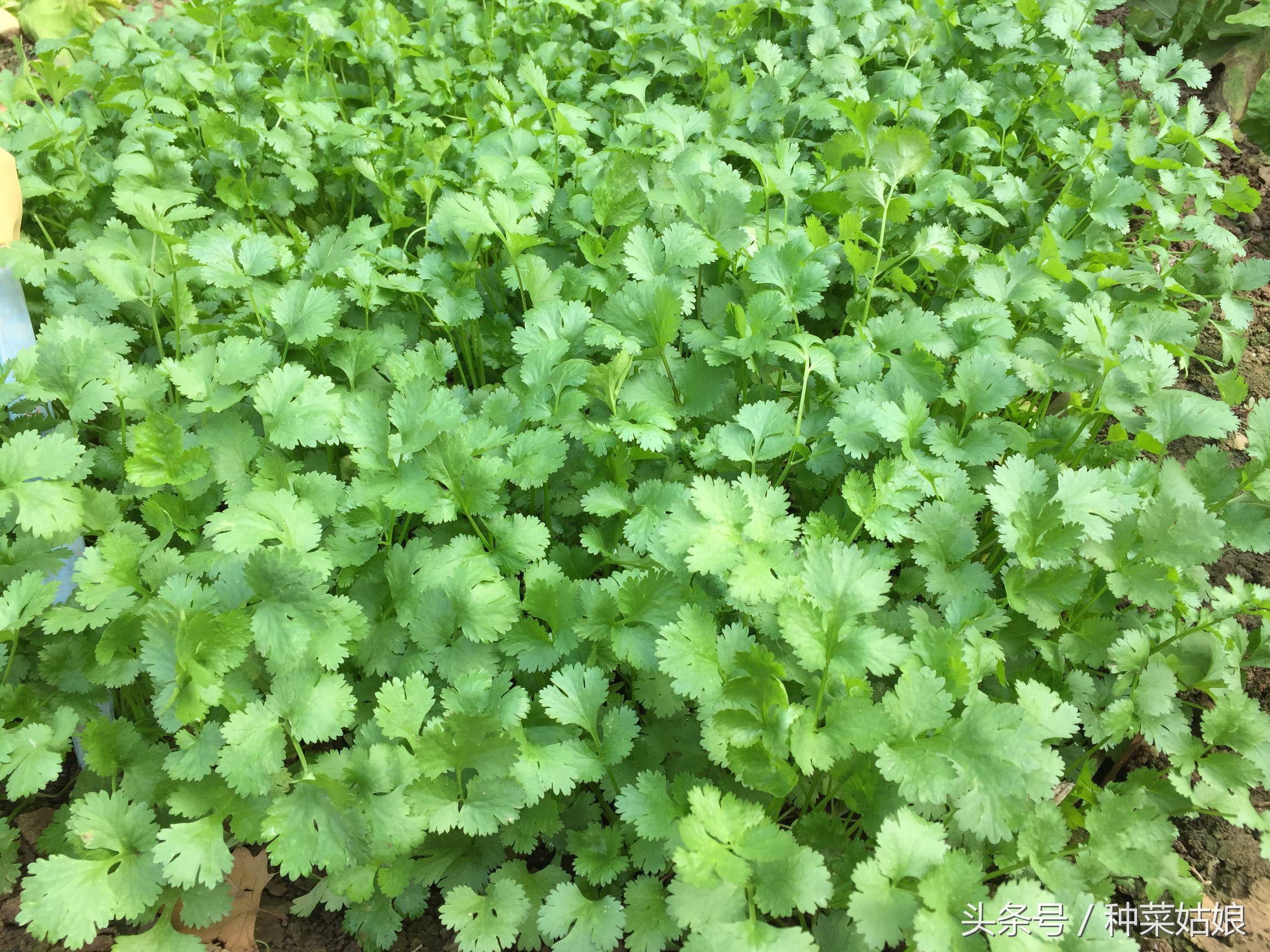 香菜夏季种植技术视频_香菜种植方法步骤秋天路地_秋香菜的种植技术