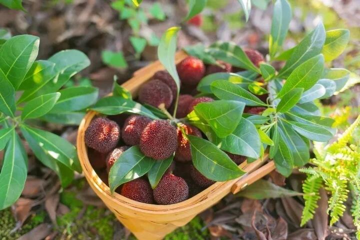 致富种植农业故事简介_农业致富种植故事_致富种植农业故事视频
