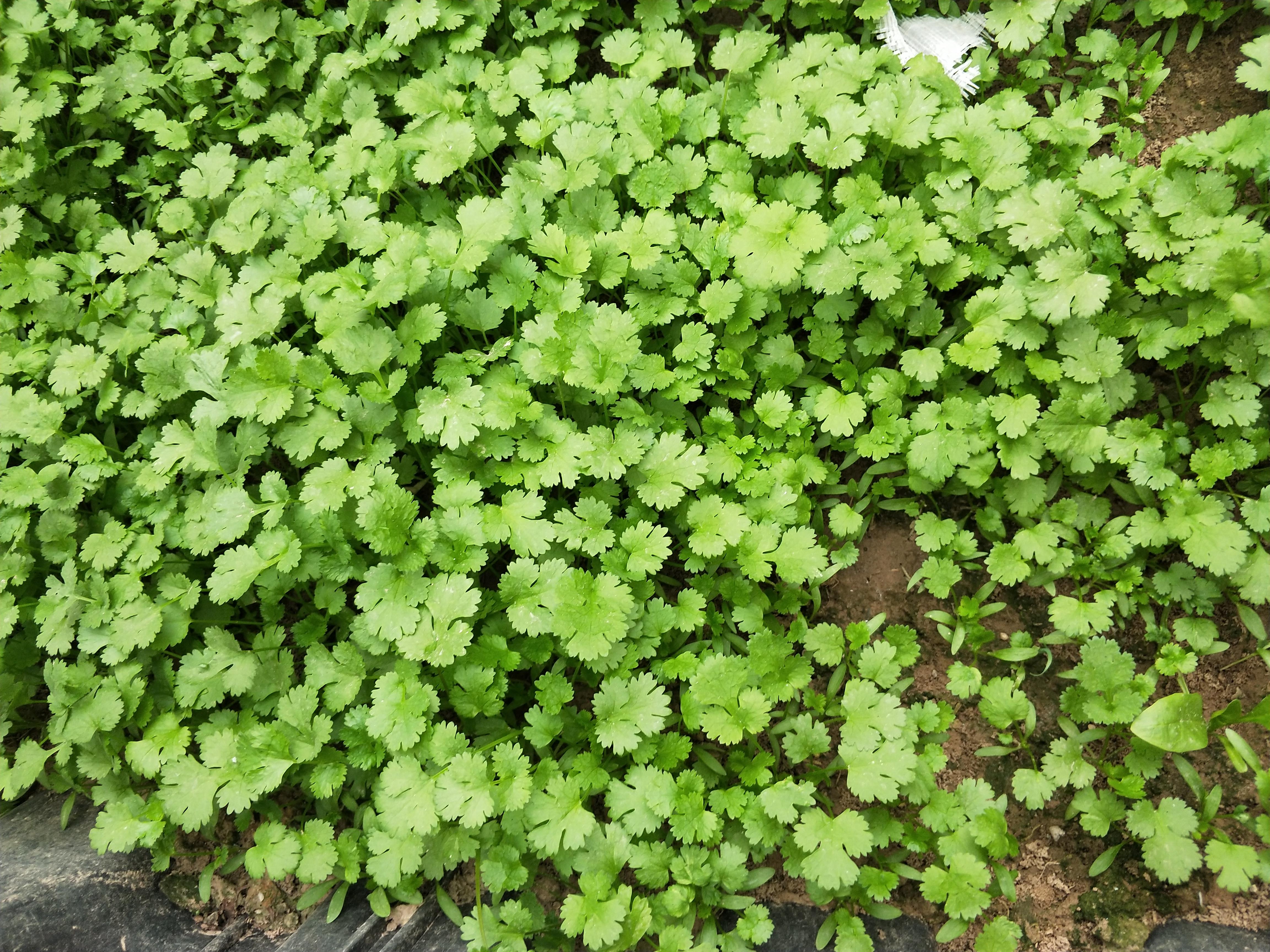 秋香菜的种植技术_香菜夏季种植技术视频_香菜种植方法步骤秋天路地