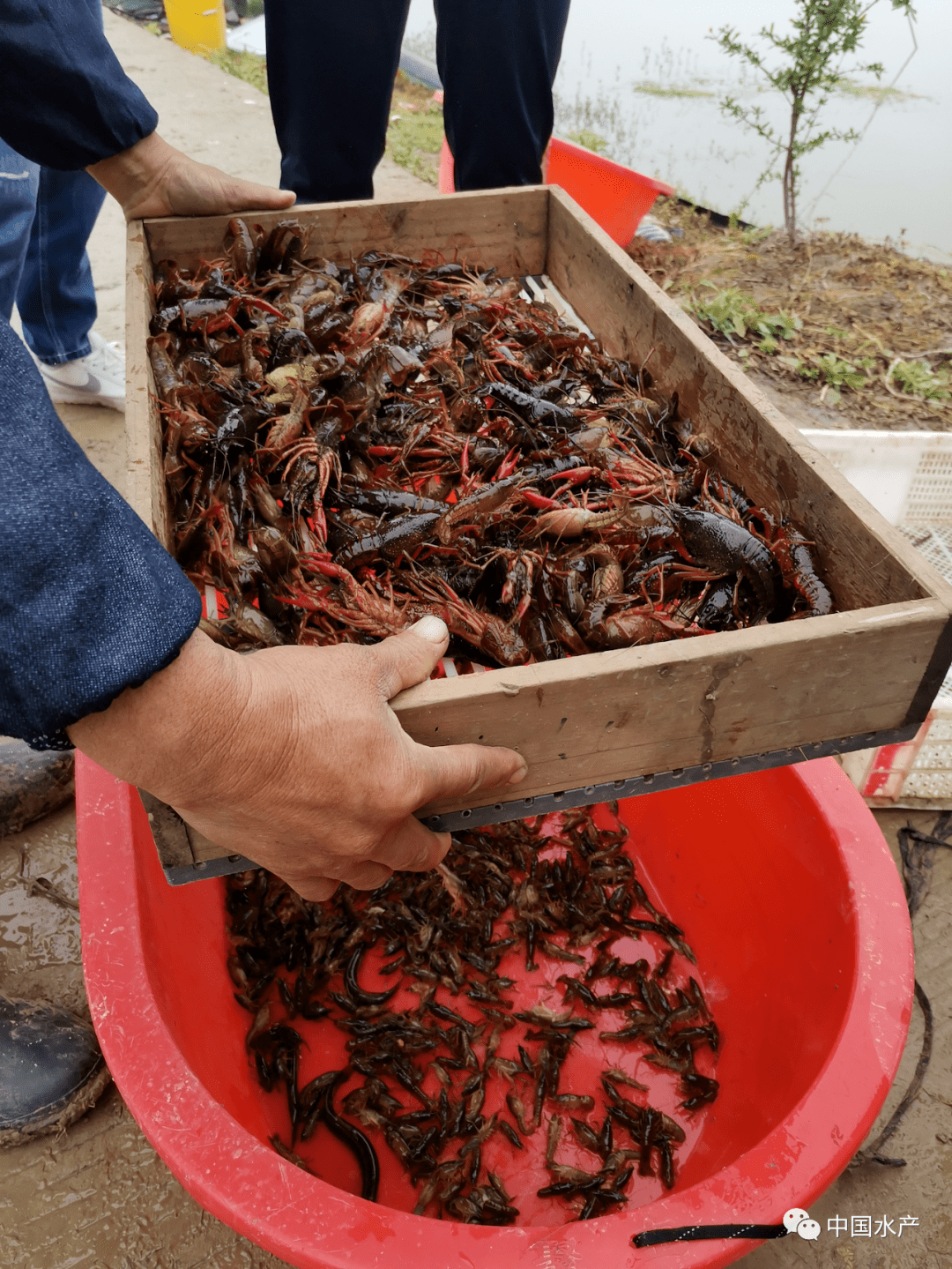 特色养殖致富案例_致富养殖好项目大全_致富养殖案例特色有哪些