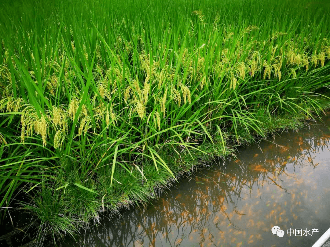 特色养殖致富案例_致富养殖好项目大全_致富养殖案例特色有哪些
