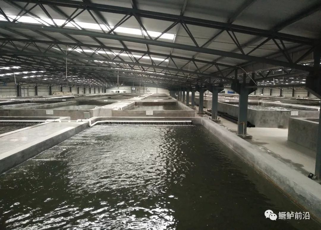 实战干货！鳜鱼工厂化饲料养殖要点、案例及效益分析，值得借鉴！