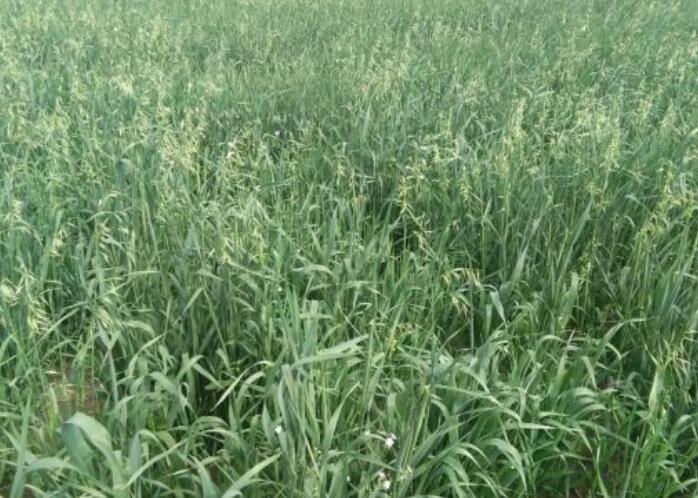 2020年种植牧草有前景吗？种哪些品种比较好？