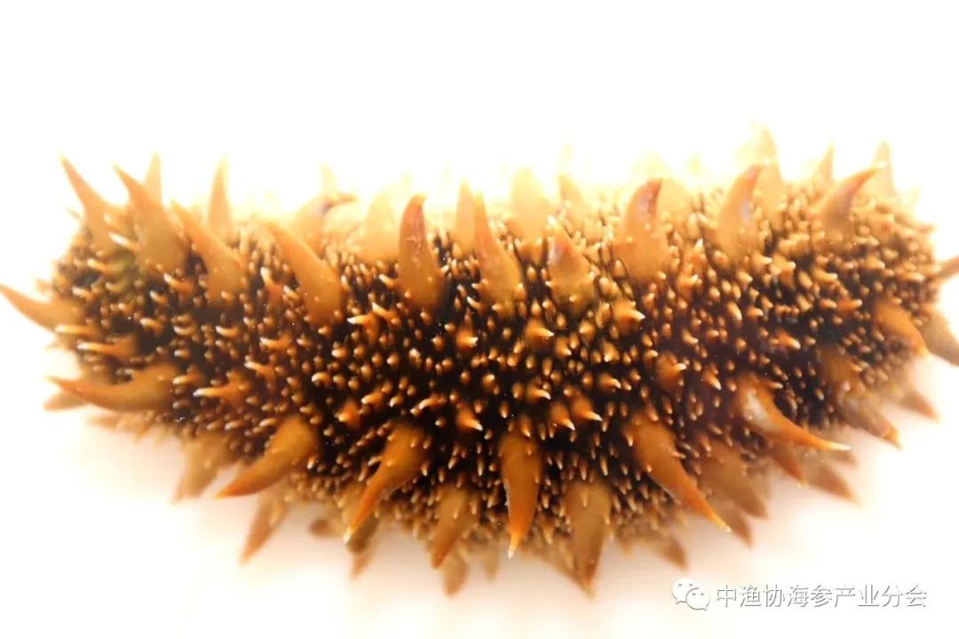 石蛙养殖成功典型案例_石蛙养殖技术交流_石蛙养殖前景