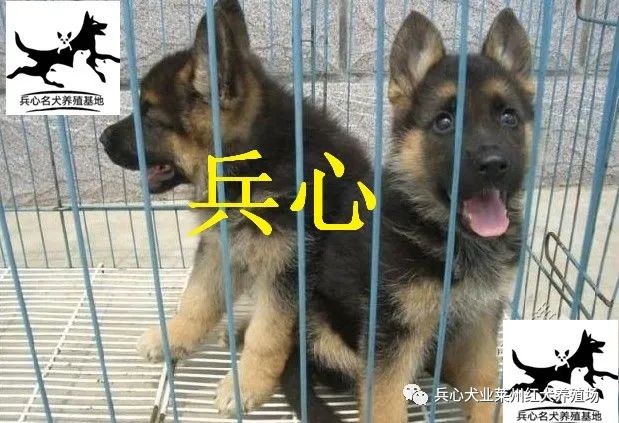 德牧养殖致富_养殖德牧前景如何_德牧养殖成本