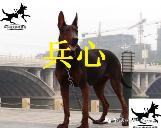 德牧养殖成本_养殖德牧前景如何_德牧养殖致富