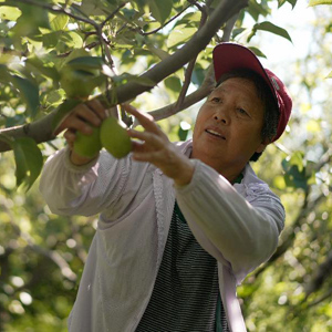 致富特产种植方法图片_致富特产种植方法视频_特产种植致富方法