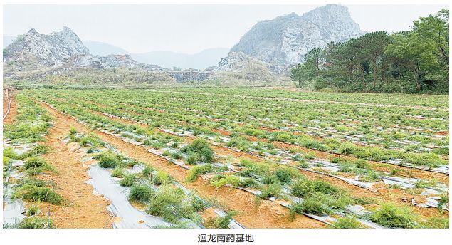 种植食用菌致富_农村种植什么能致富_种植独脚金致富