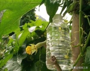 农村留守妇女种100棵丝瓜，生产丝瓜水每斤80元，收入过7万