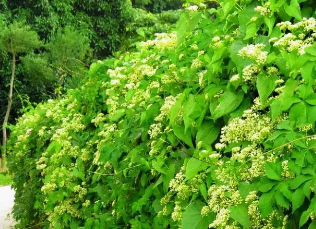 新乡蜗牛养殖致富_河南蜗牛养殖_嵩县小伙养殖蜗牛