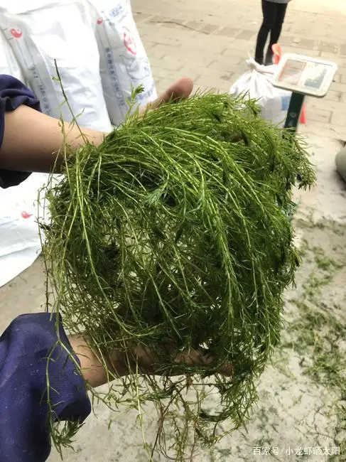 伊乐澡种植技术_伊乐藻种植方法视频_尹乐澡怎么种植