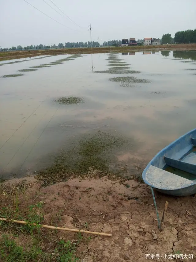 伊乐澡种植技术_伊乐藻种植方法视频_尹乐澡怎么种植