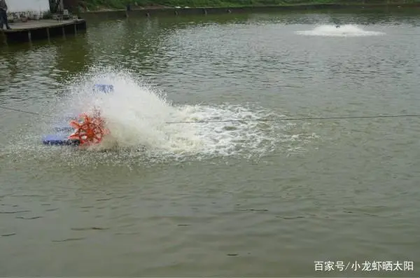 伊乐澡种植技术_伊乐藻种植方法视频_尹乐澡怎么种植