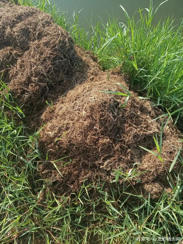 伊乐澡种植技术_尹乐澡怎么种植_伊乐藻种植方法视频