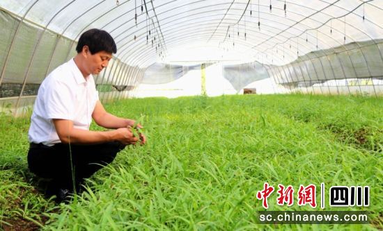 专家查看中药材长势。西充县委宣传部供图