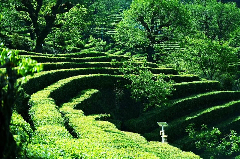种植茶树赚钱吗_种植茶业致富树_种植茶叶挣钱吗