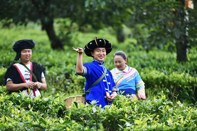 种植茶树赚钱吗_种植茶叶挣钱吗_种植茶业致富树