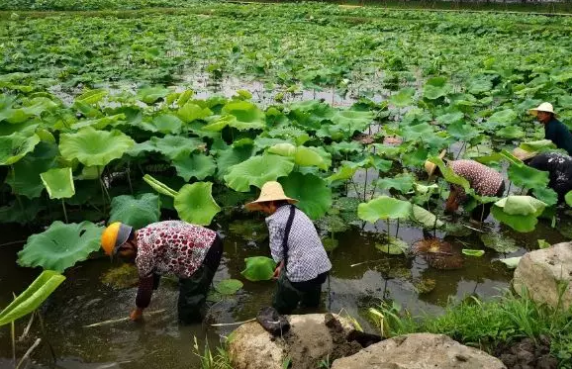 浙江养甲鱼的多吗_浙江甲鱼养殖致富_致富养殖浙江甲鱼视频