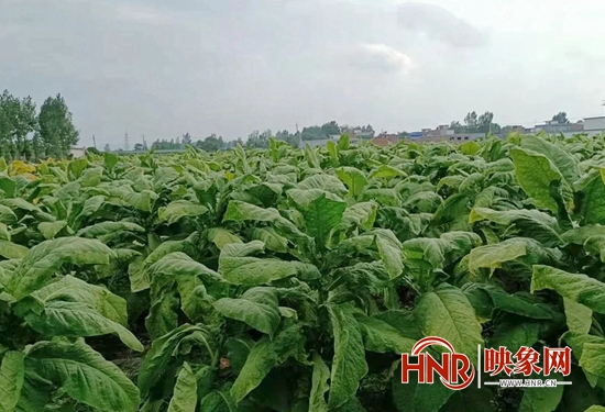 致富经22岁小伙种樱桃_致富小伙种樱桃视频_致富经大樱桃种植视频