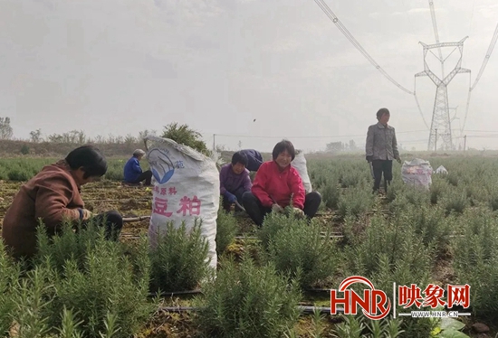 致富经大樱桃种植视频_致富经22岁小伙种樱桃_致富小伙种樱桃视频