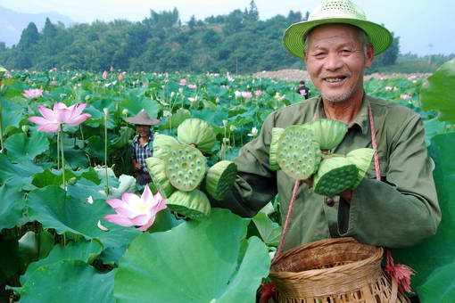 深水莲藕亩产一般是多少斤_深水种莲藕怎么种_深水莲藕种植技术视频