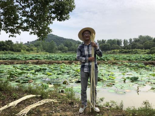 视频深水种植莲藕技术教程_深水莲藕种植技术视频_深水藕的种植技术