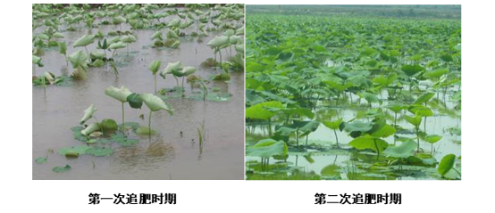深水藕的种植技术_深水莲藕种植技术视频_视频深水种植莲藕技术教程