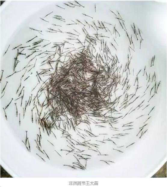 斑节对虾养殖视频_斑节虾养殖技术视频_斑节对虾养殖技术视频