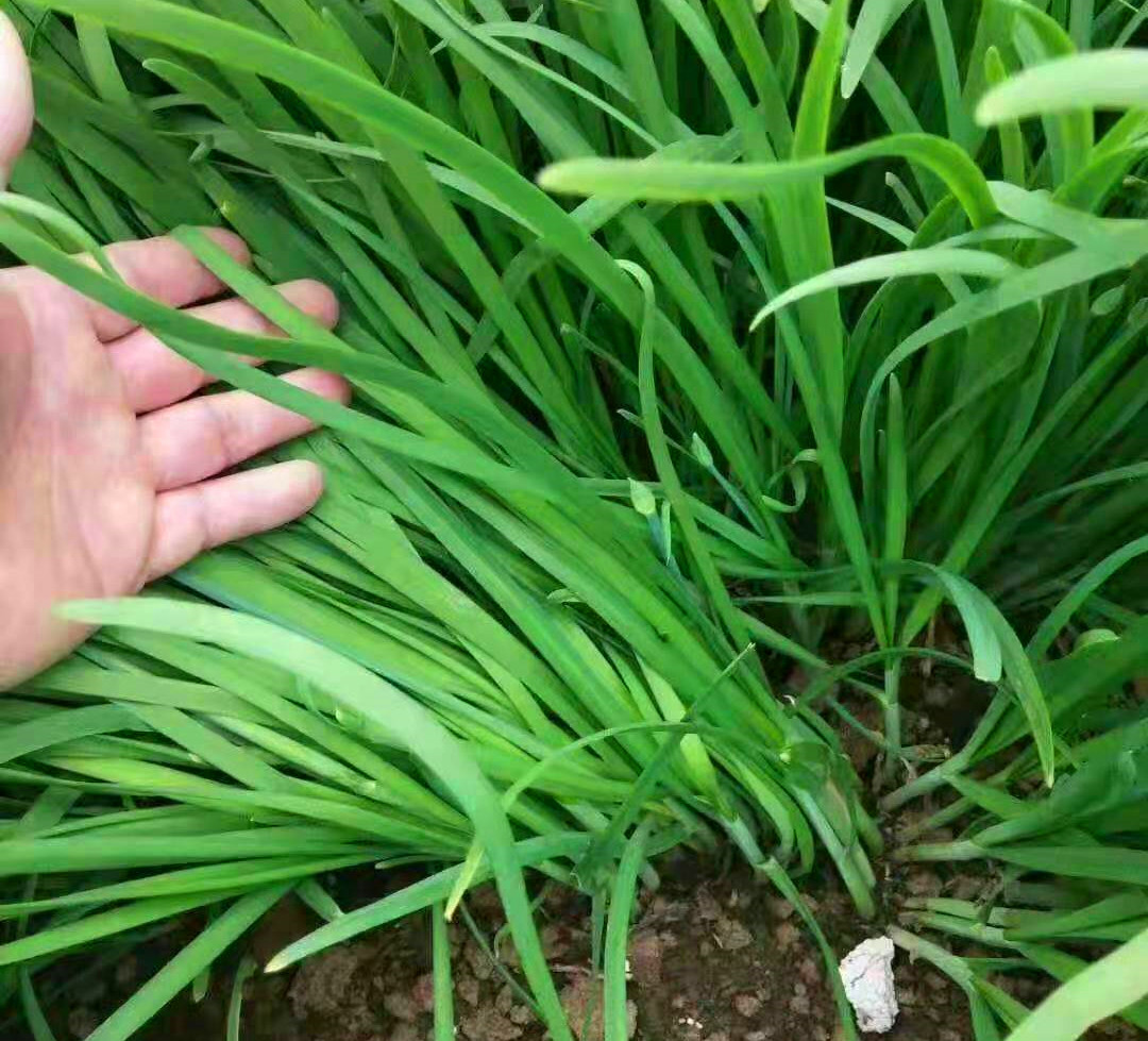 种植小葱子技术要点_小葱子怎么种植技术_种植小葱子技术视频