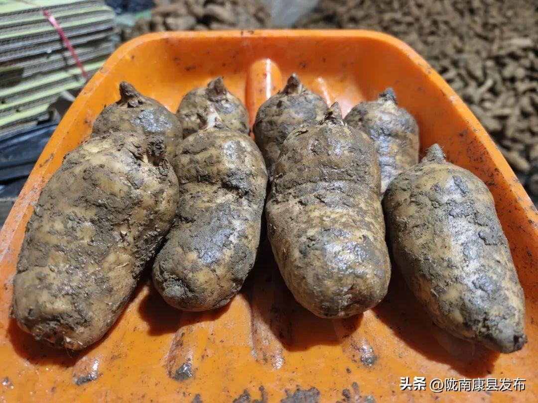 致富种植天麻图片_种植天麻的利润如何_致富经种植天麻