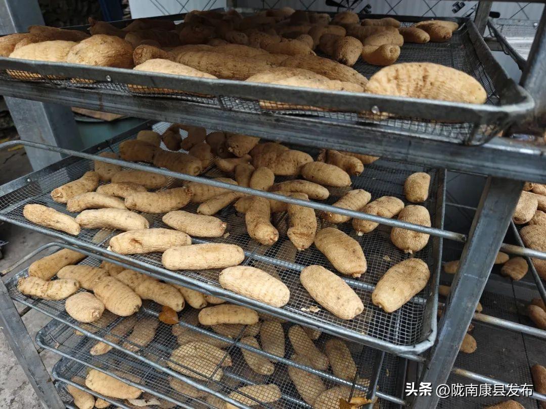 致富经种植天麻_种植天麻的利润如何_致富种植天麻图片