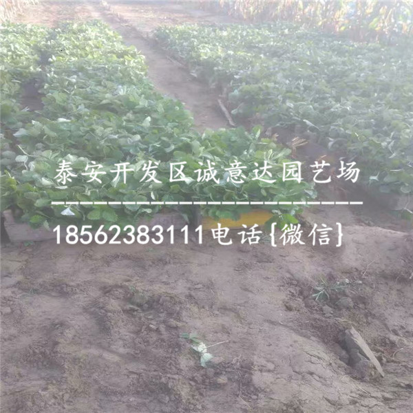 近甜宝草莓苗哪里便宜、实地报道