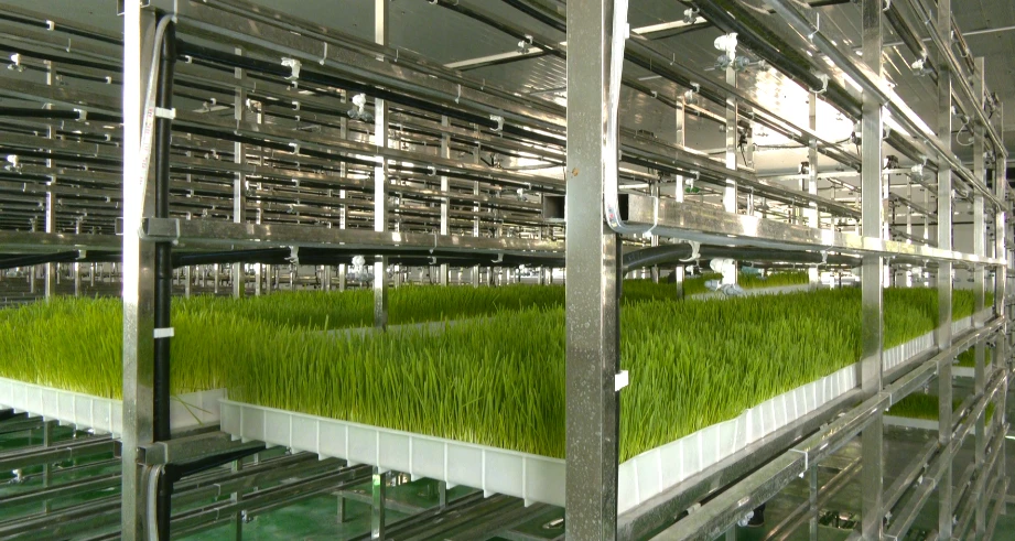 厉害！智慧新型水培牧草种植项目落地特克斯