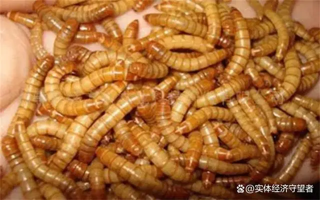 致富养殖业_养殖致富的路线_养殖致富经