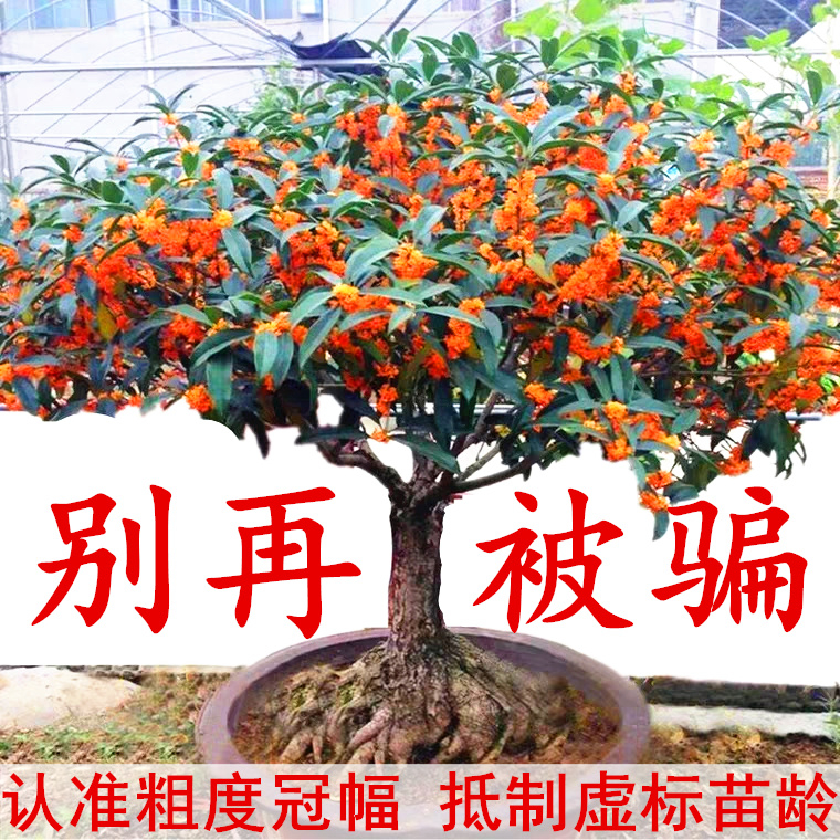 适合农村院子种的绿植_农村院子种植致富路_农村小院种植