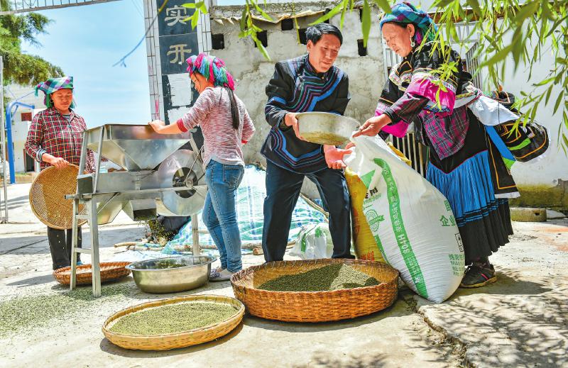 致富种植农村做什么生意_农村做种植致富_农村致富新项目种植