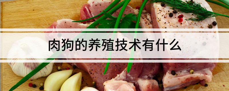 肉狗的养殖技术有什么