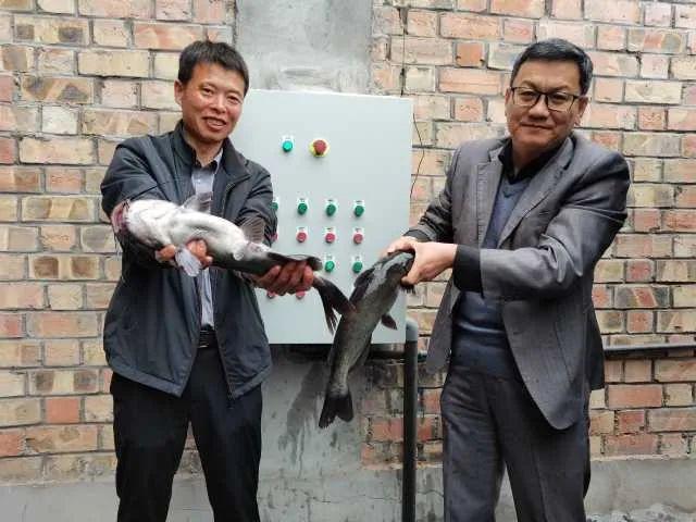 叉尾养殖技术_叉尾养殖模式_致富经养叉尾视频