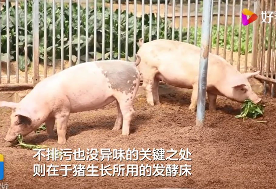 叉尾养殖技术_致富经养叉尾视频_叉尾养殖模式