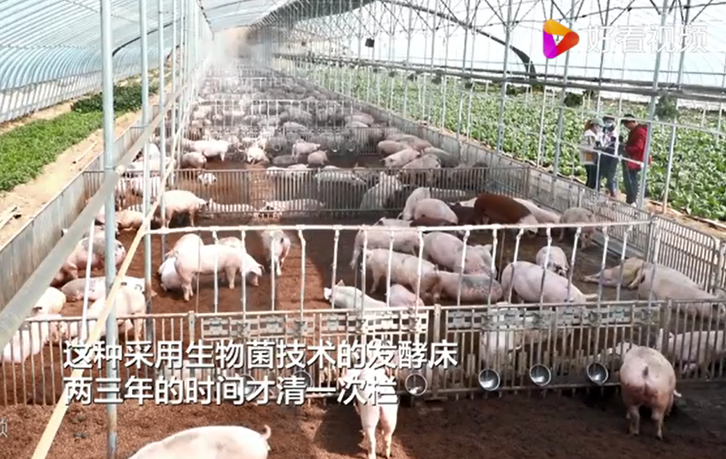叉尾养殖技术_致富经养叉尾视频_叉尾养殖模式
