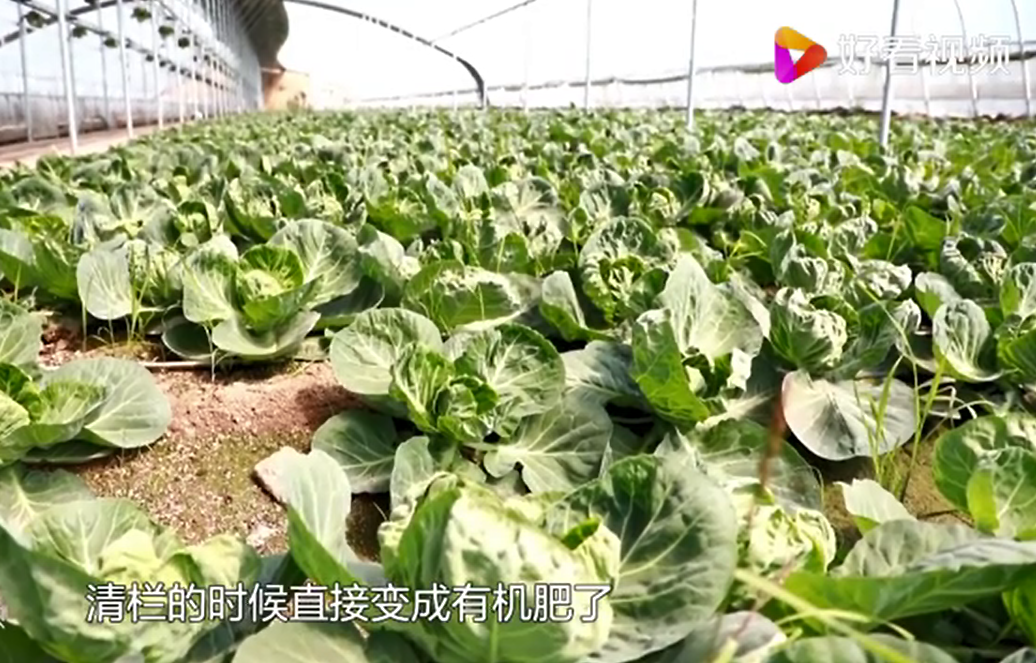 致富经养叉尾视频_叉尾养殖模式_叉尾养殖技术
