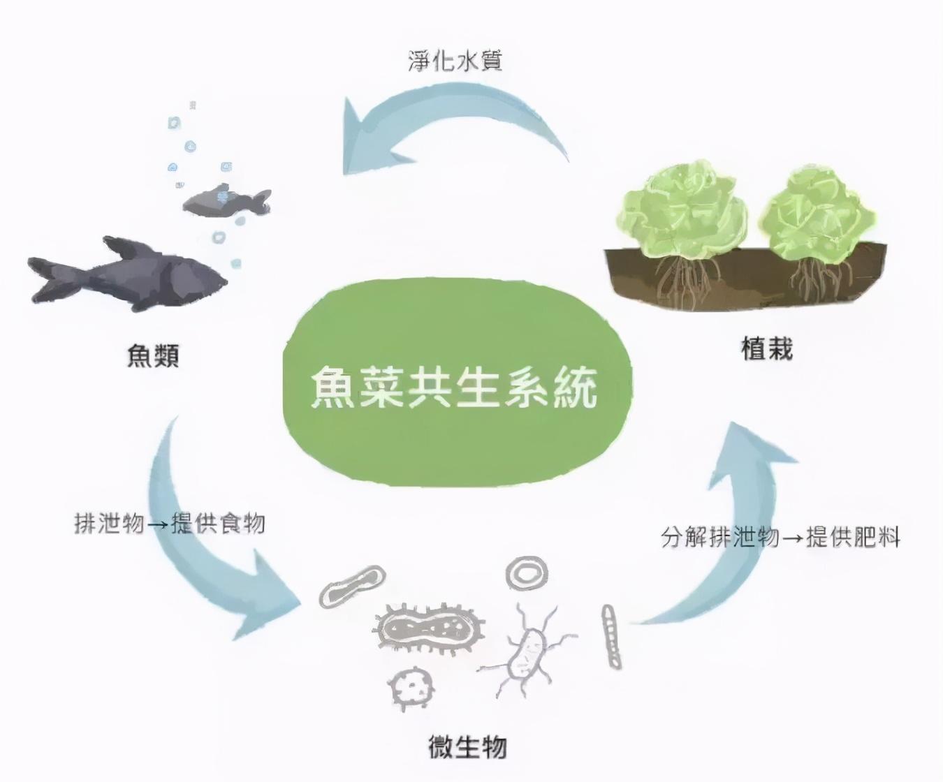 叉尾养殖技术_叉尾养殖模式_致富经养叉尾视频