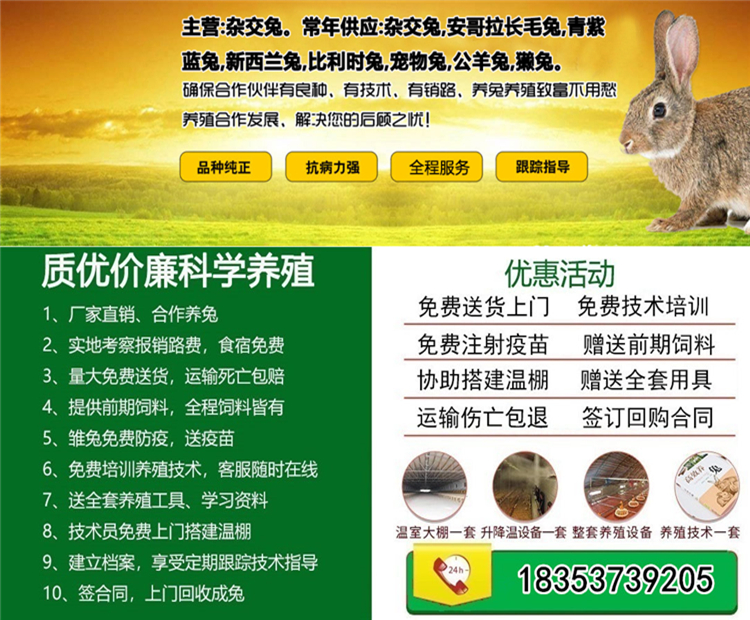 济宁优质獭兔养殖技术_山东獭兔养殖_济宁养殖优质獭兔技术服务中心